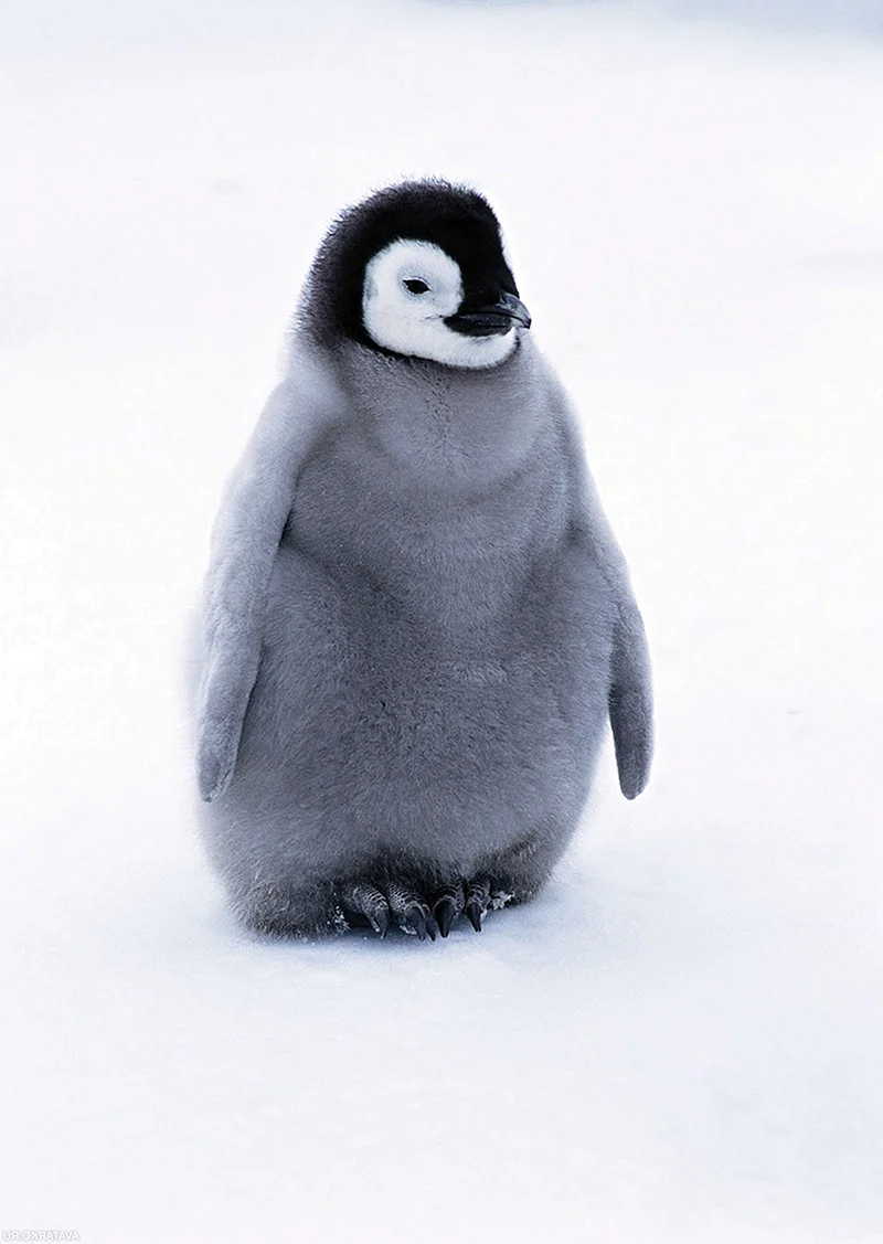 Пингвин Пингвинович
