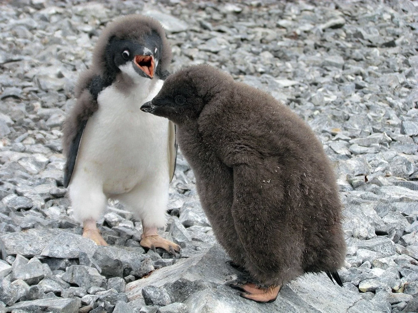 Пингвин Шлегеля птенец