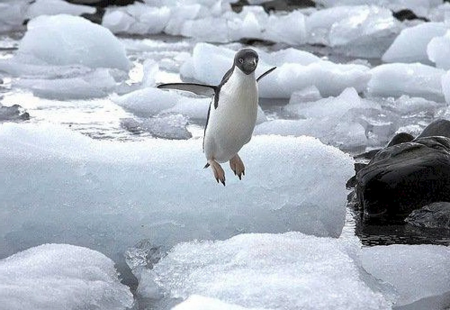 Пингвин умеет летать