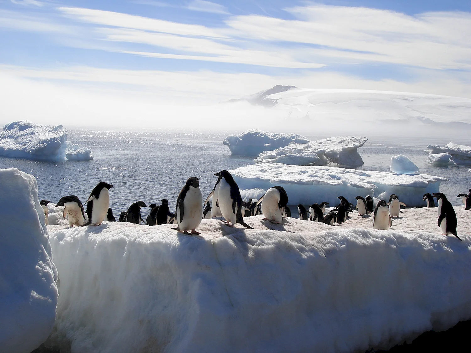 Пингвины Антарктики