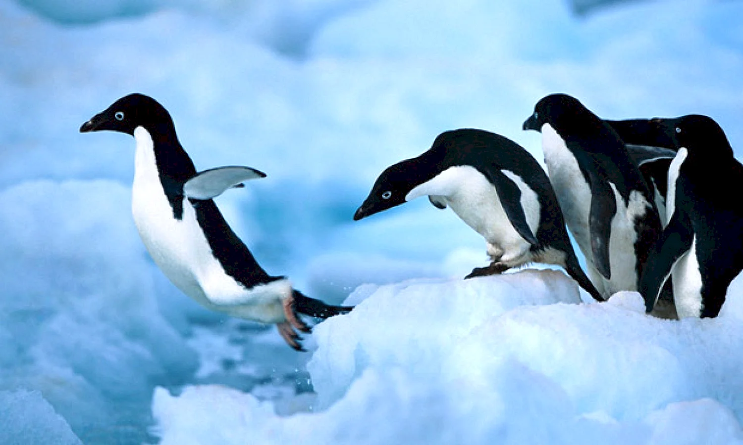 Пингвины которые летают