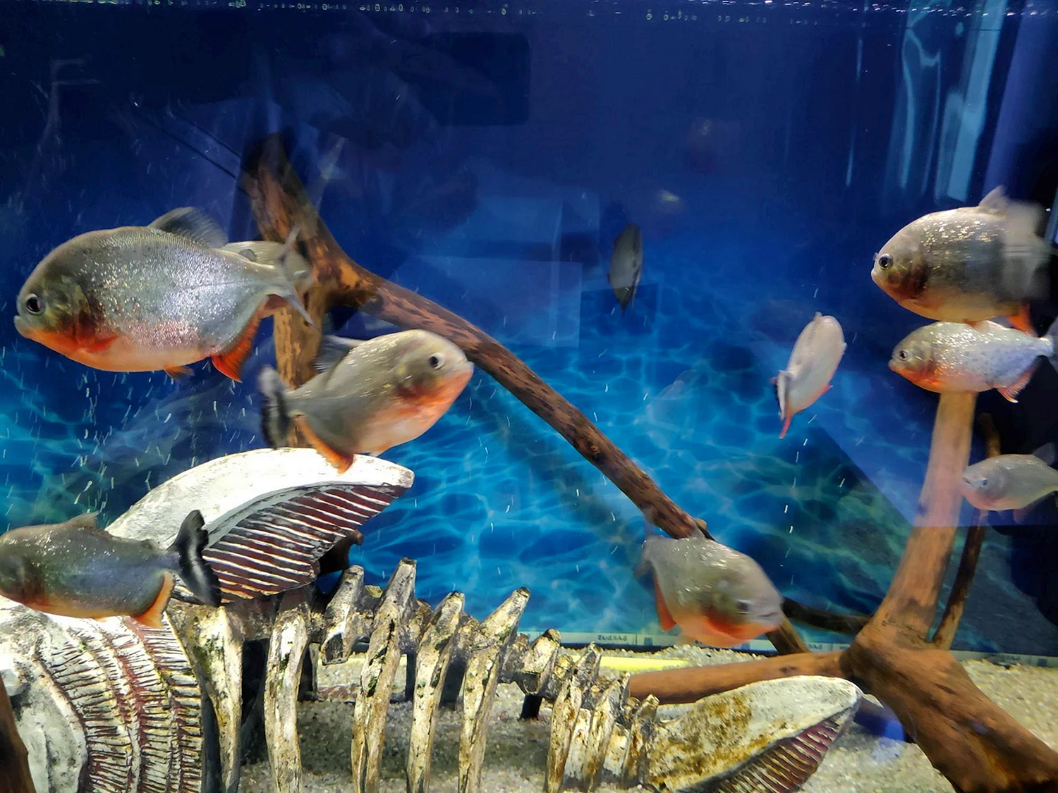 Пираньи Наттерера в аквариуме