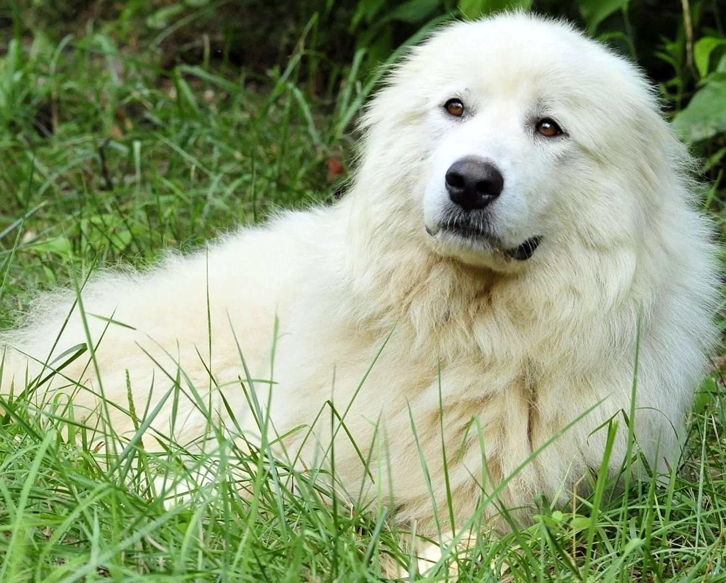 Фото белая большая пушистая собака порода фото