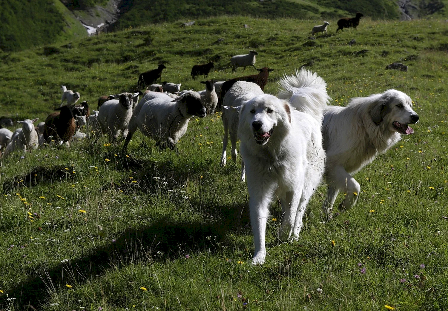 Пиренейская пастушья собака