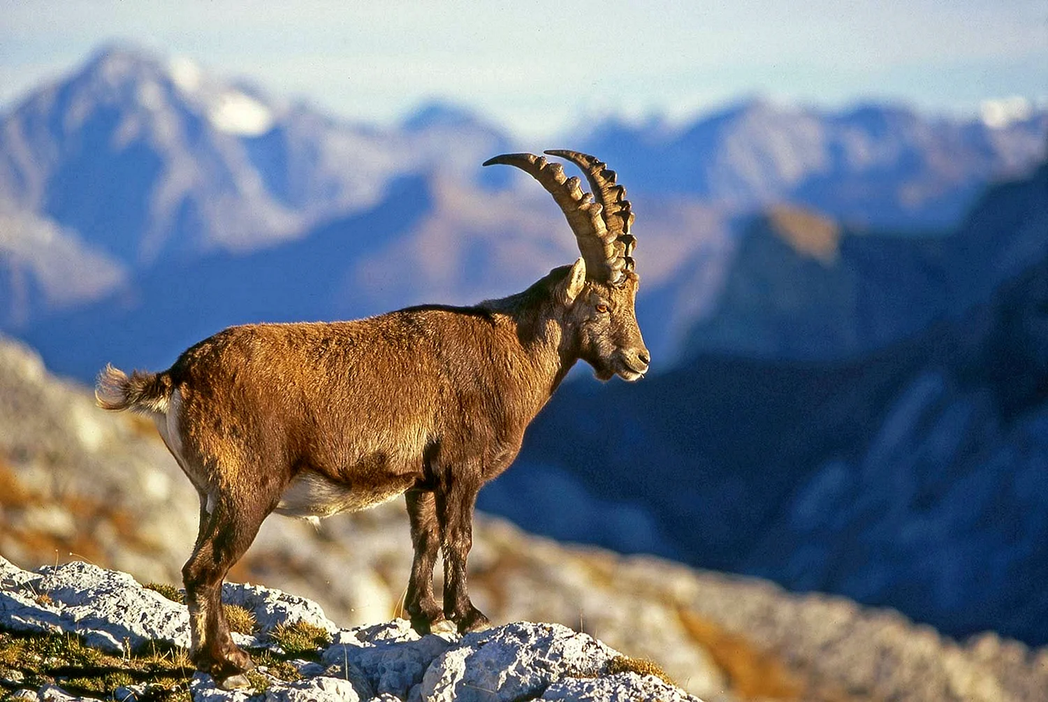 Пиренейский горный козел