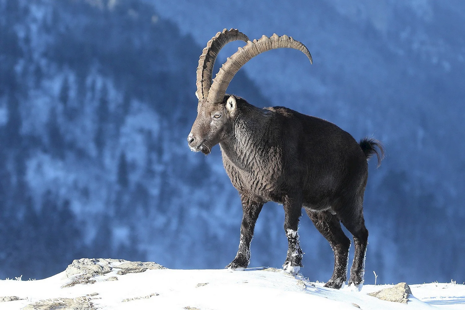 Пиренейский козел букардо