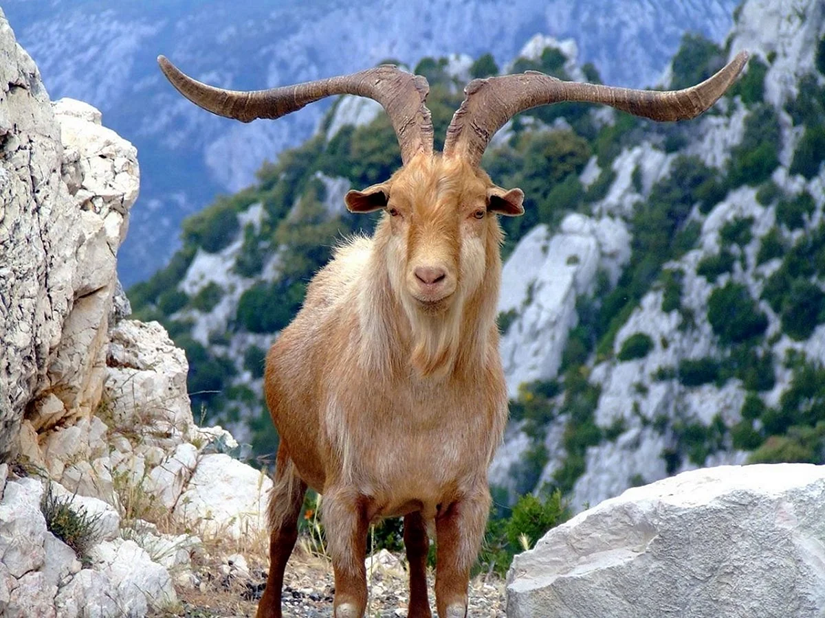 Пиренейский козел букардо