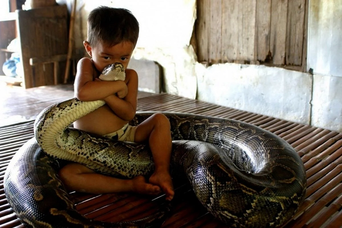 Питон и мальчик Камбоджа