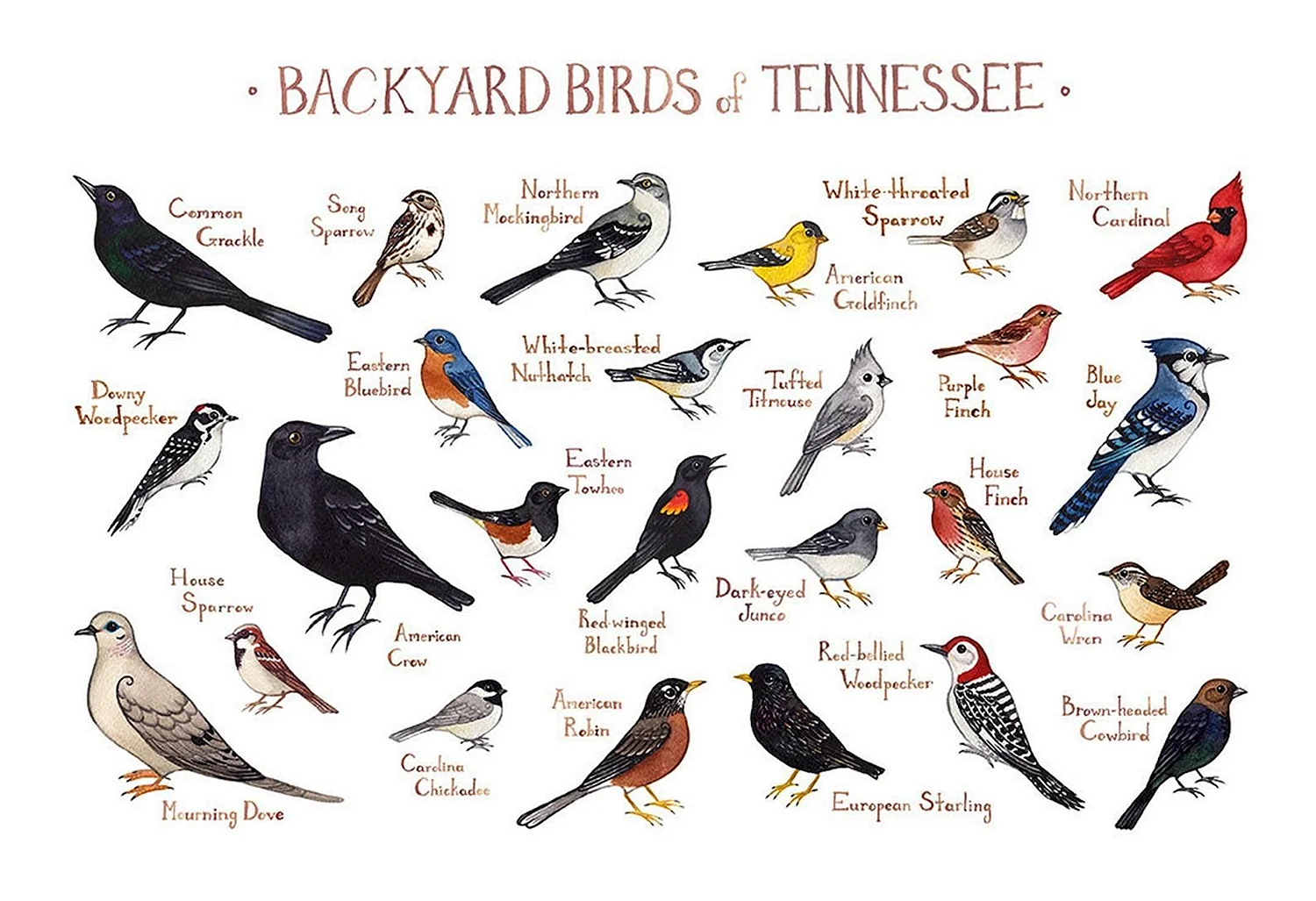 Places where Birds Live