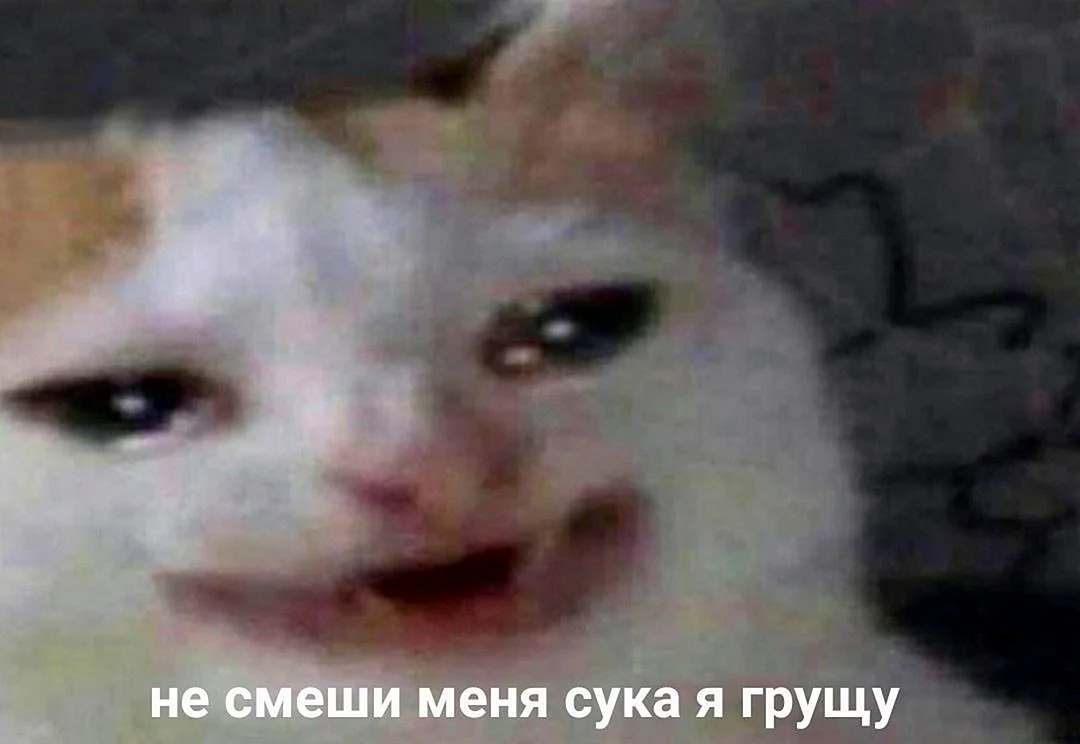Плачущие коты мемы