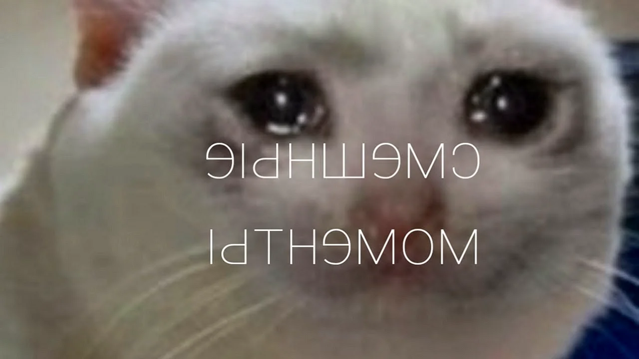 Плачущий кот Мем