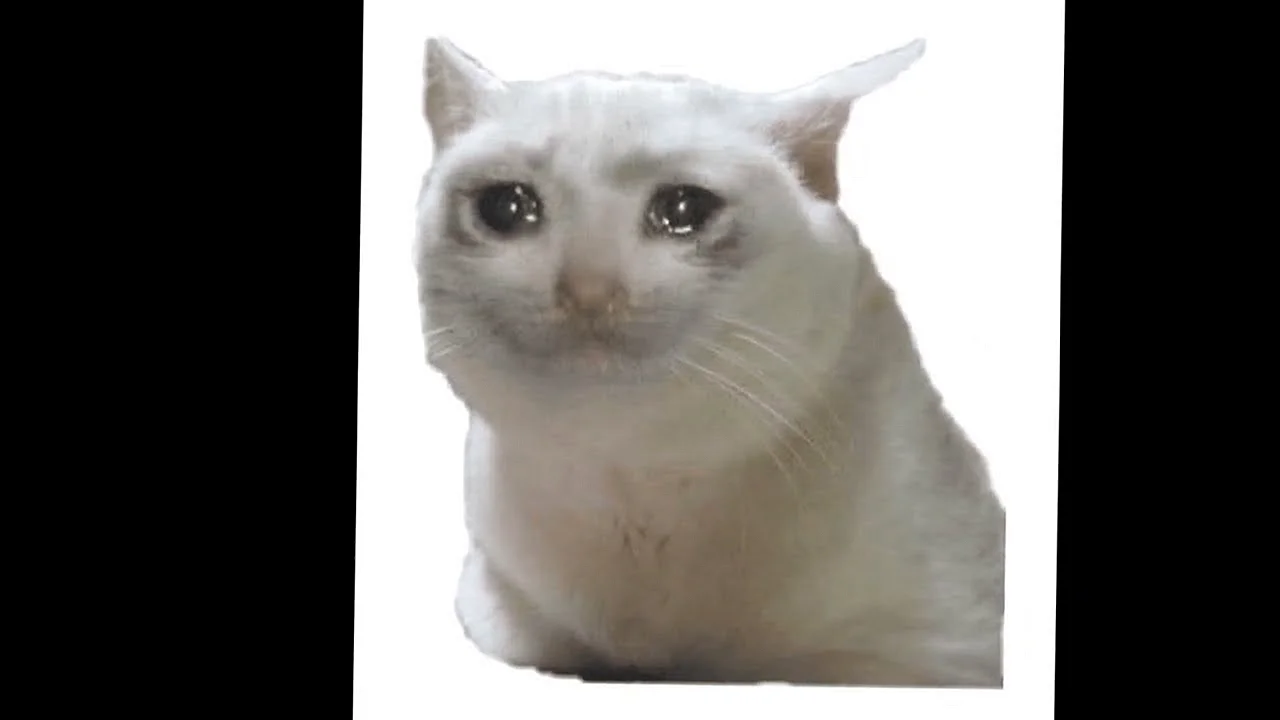 Плачущий котик Мем