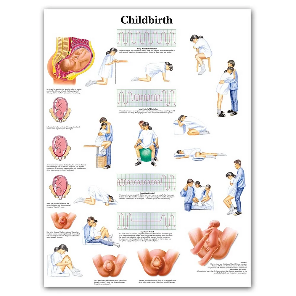 Плакат беременность и роды