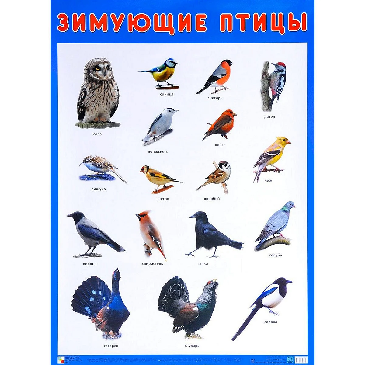 Плакат мозаика-Синтез зимующие птицы