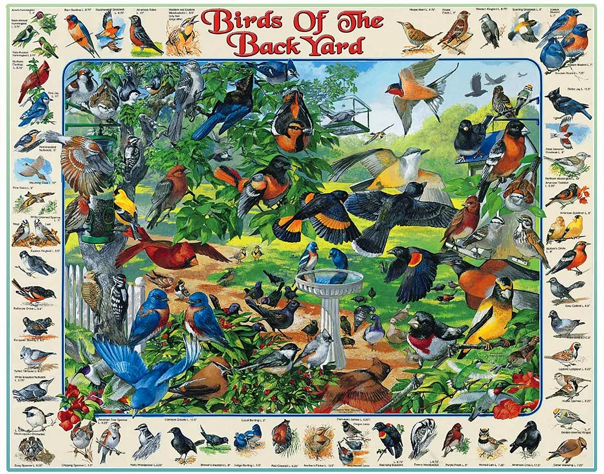 Плакат птицы для детей