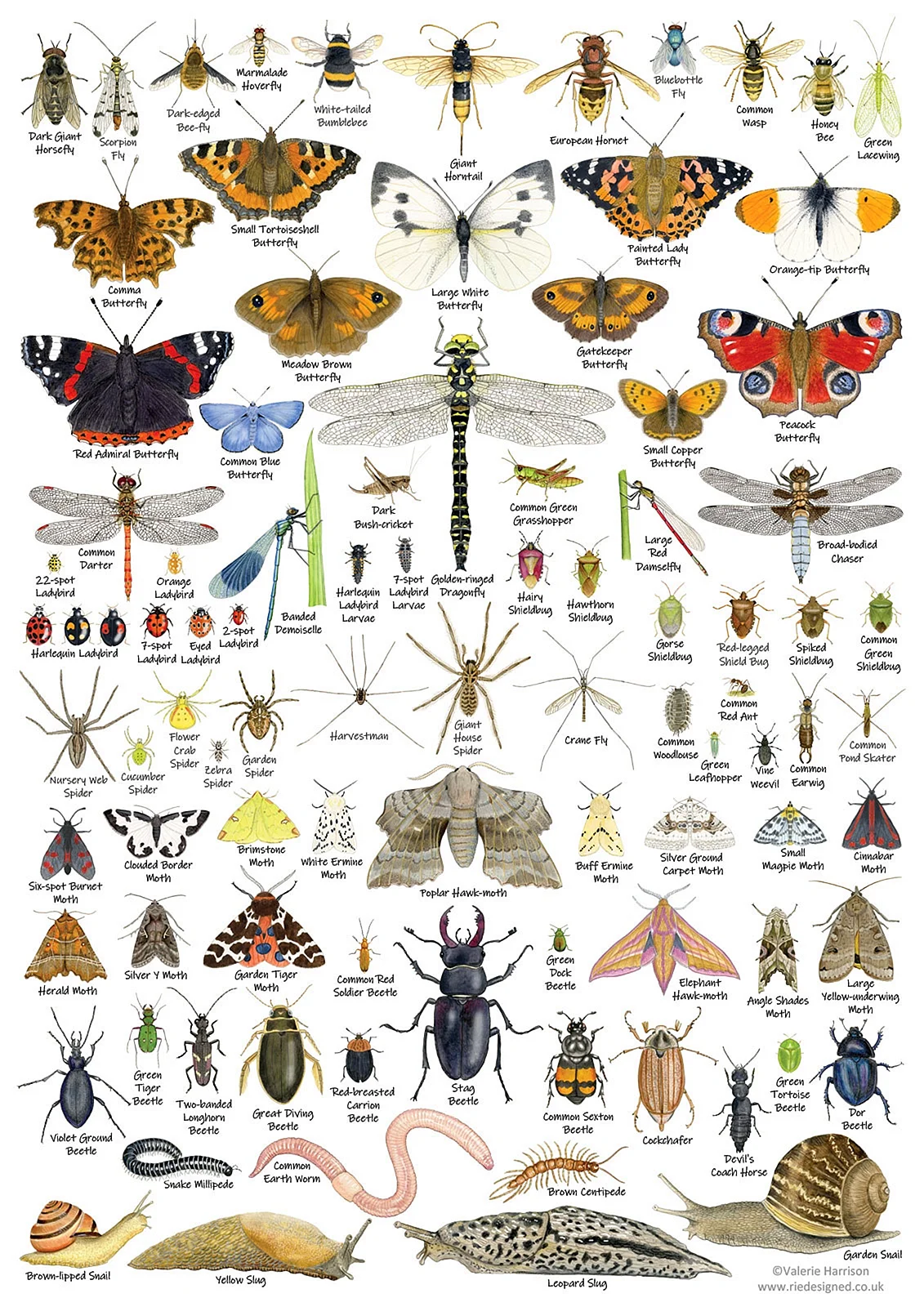 Плакаты насекомые Chart