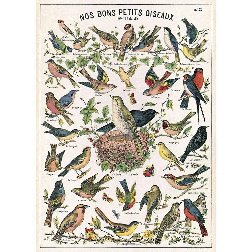 Плакаты с изображением птиц
