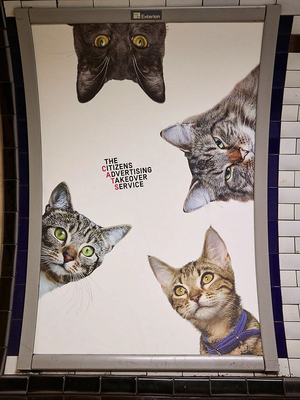 Плакаты с котиками