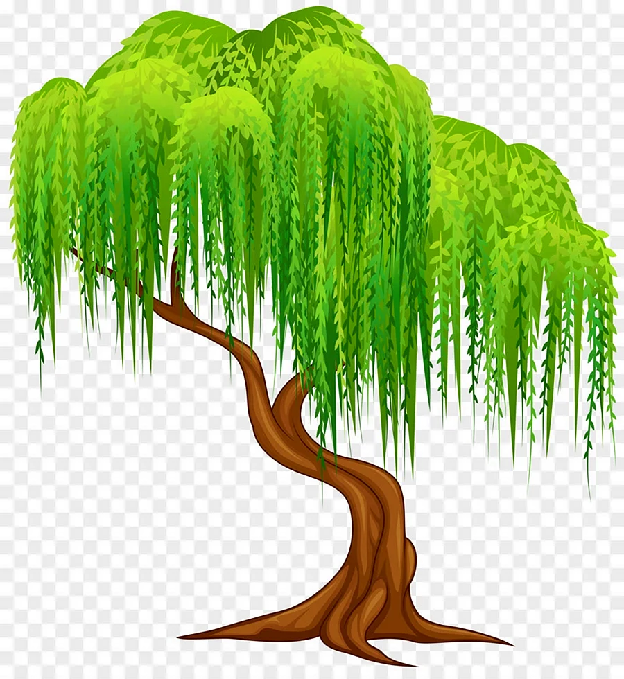 Плакучая Ива дерево