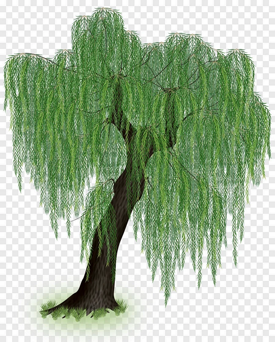 Плакучая Ива дерево