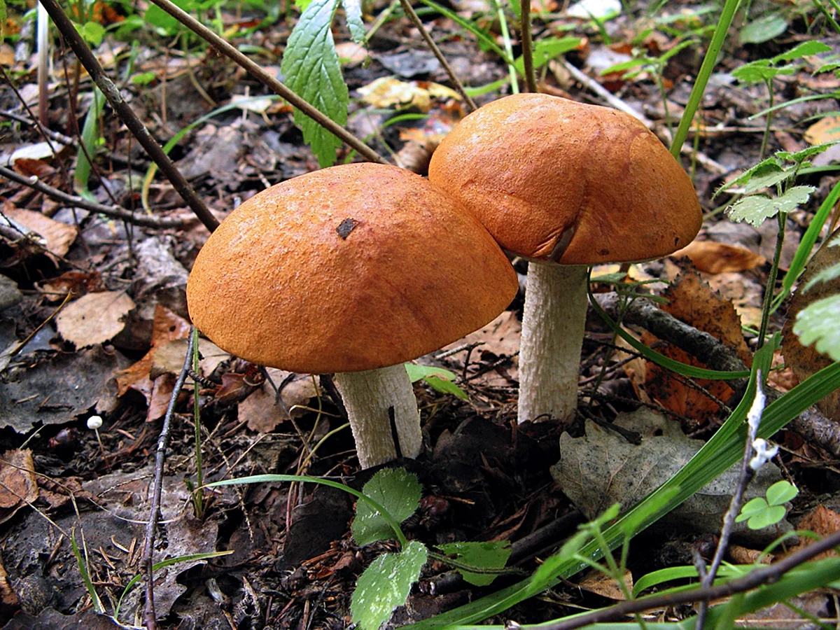 Пластинчатые грибы Урала