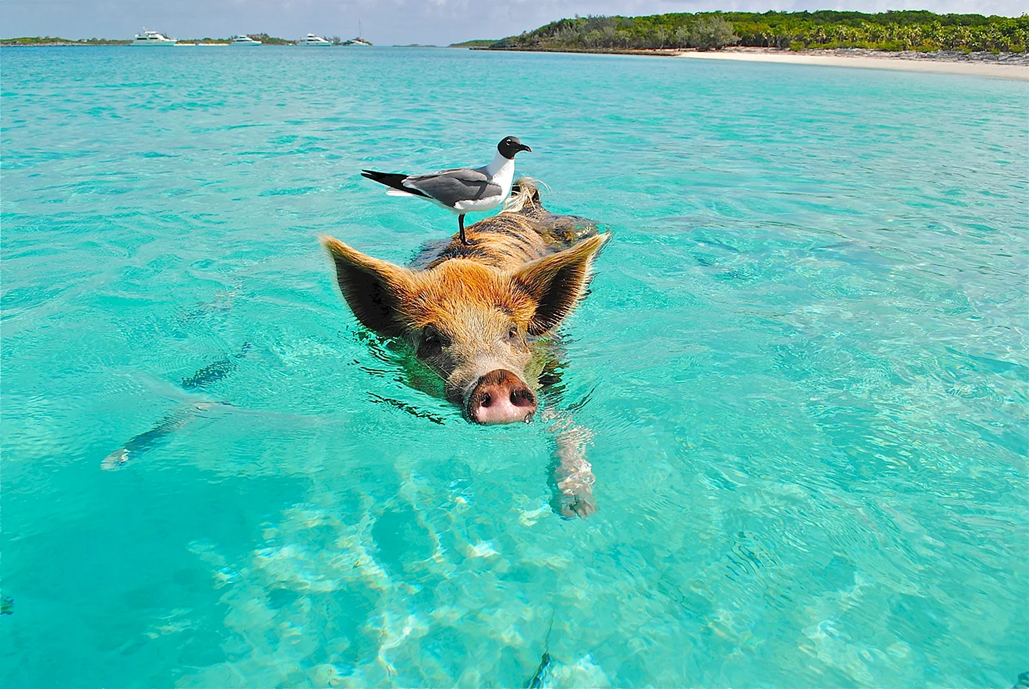 Плавающие хрюшки на Багамских островах