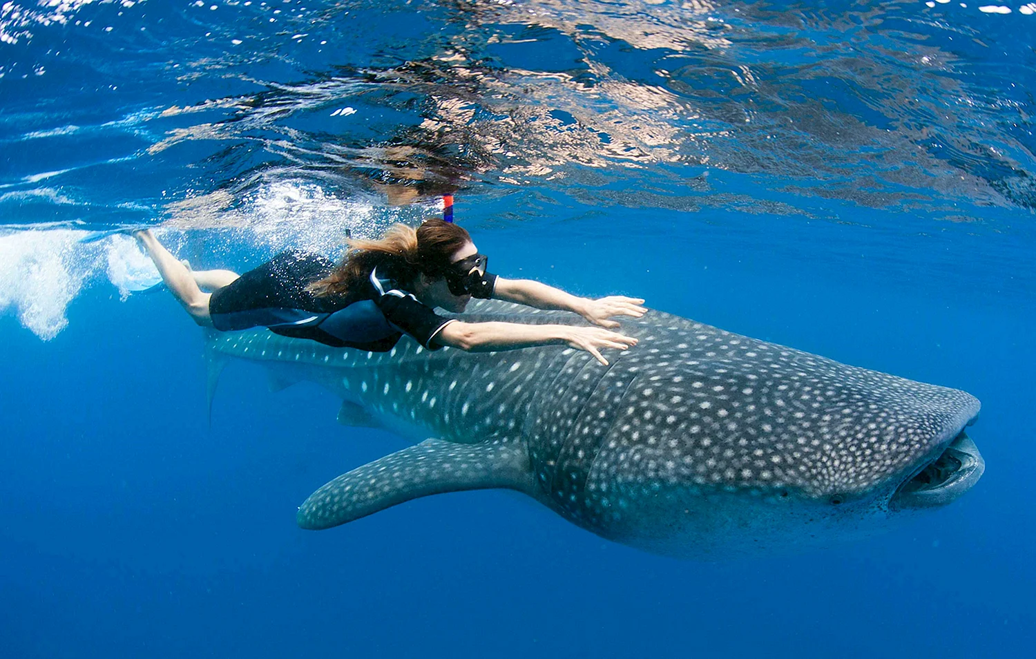 Плавание с китовыми акулами в Мексике