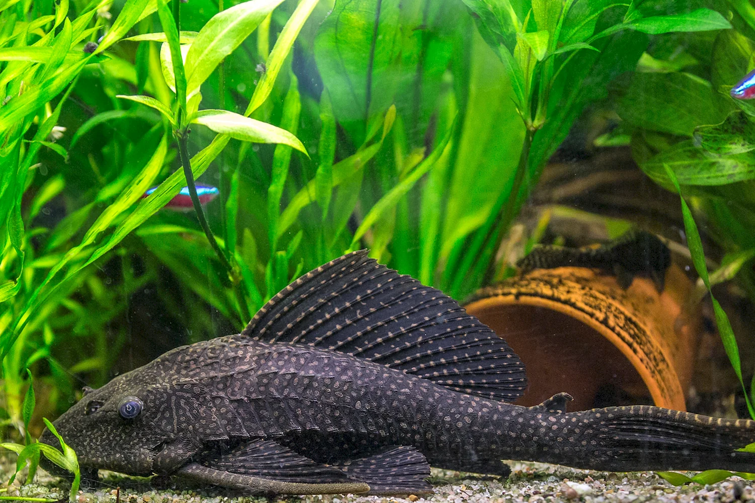 Плекостомус рыбка аквариумная