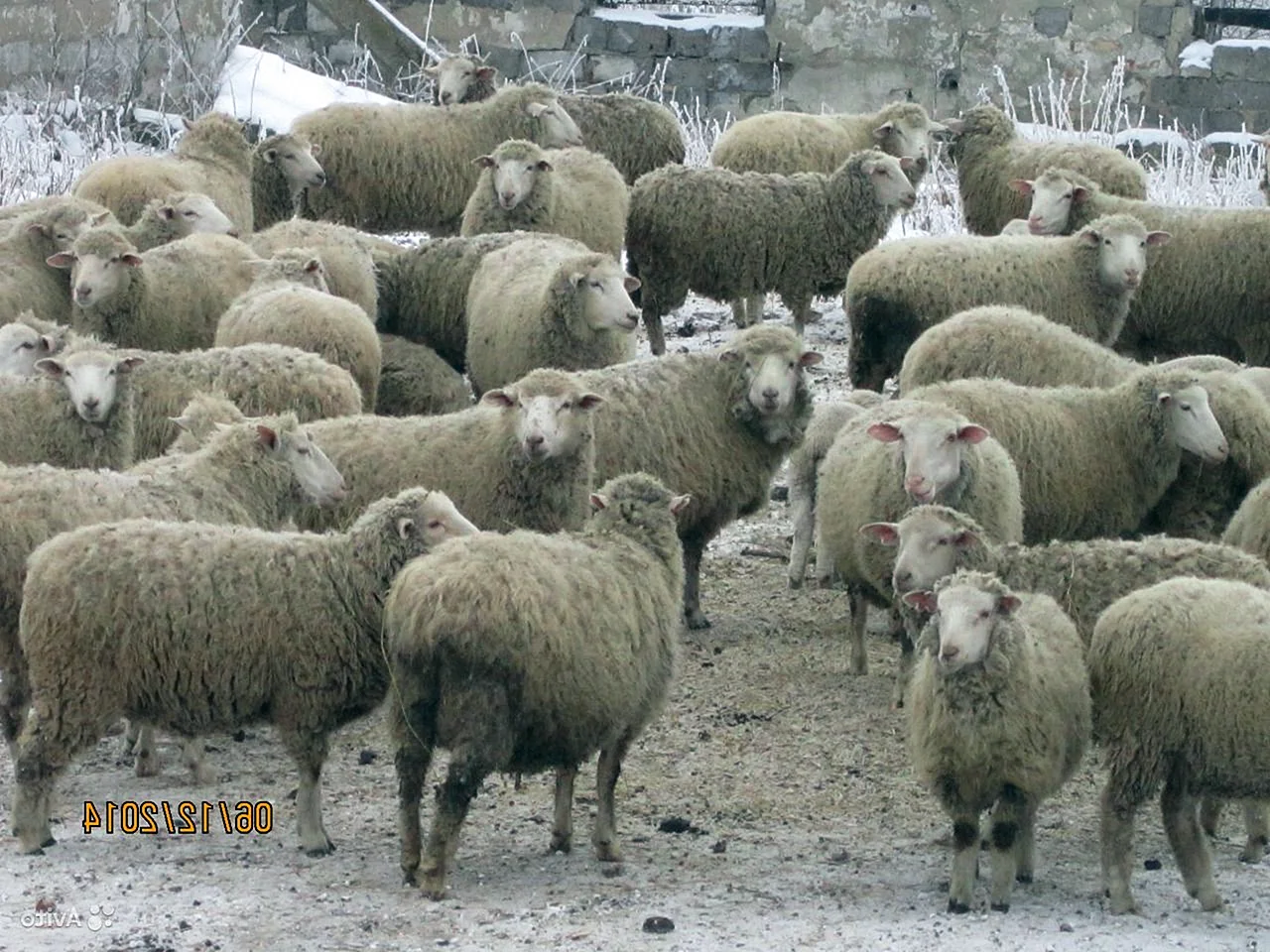 Племзавод Дружба Куйбышевская порода овец