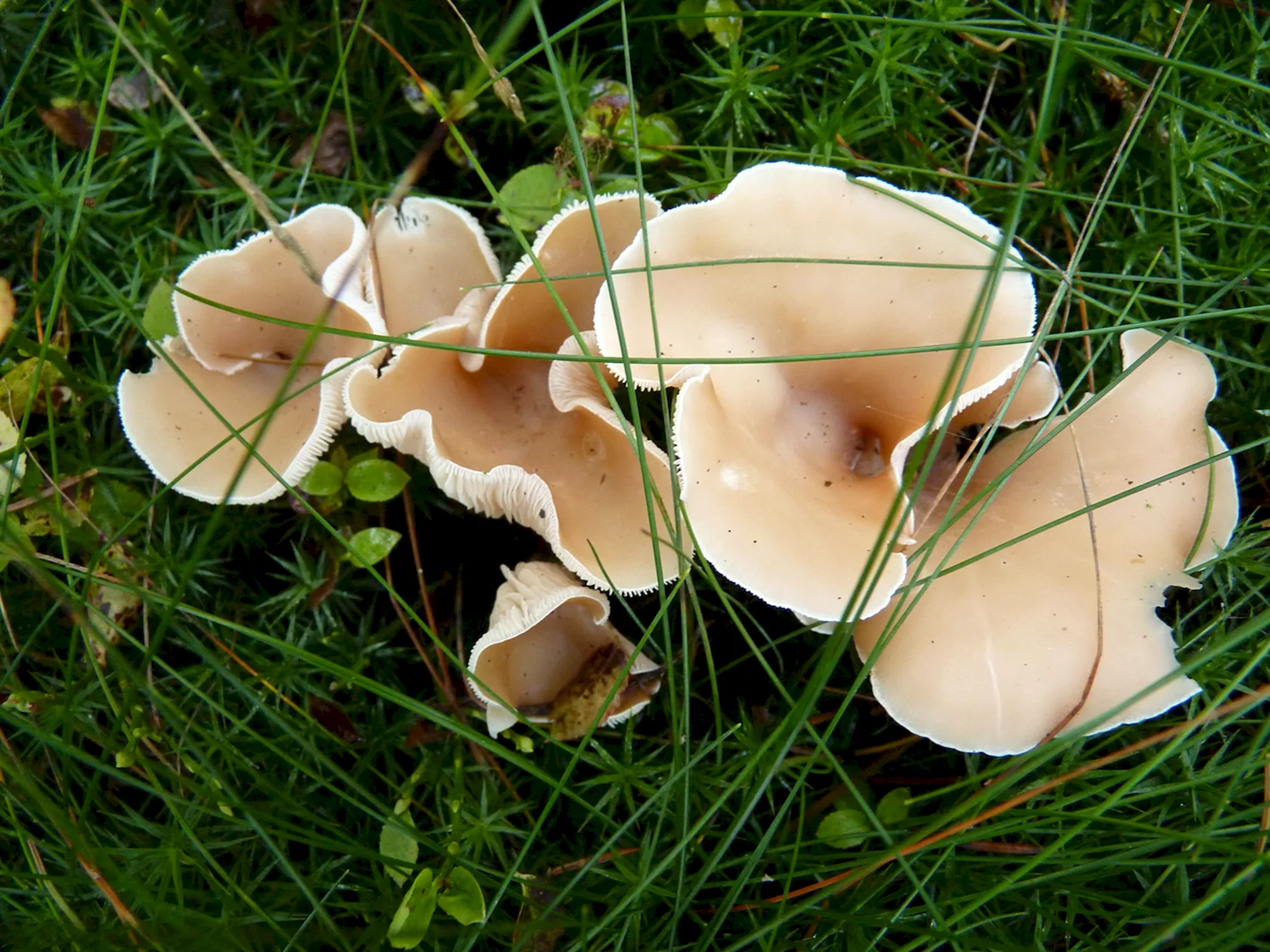 Pleurotus eryngii гриб