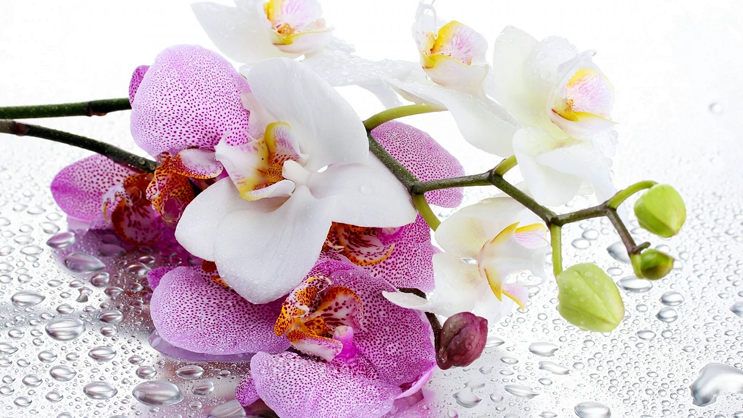 Плитка Альба Орхидея
