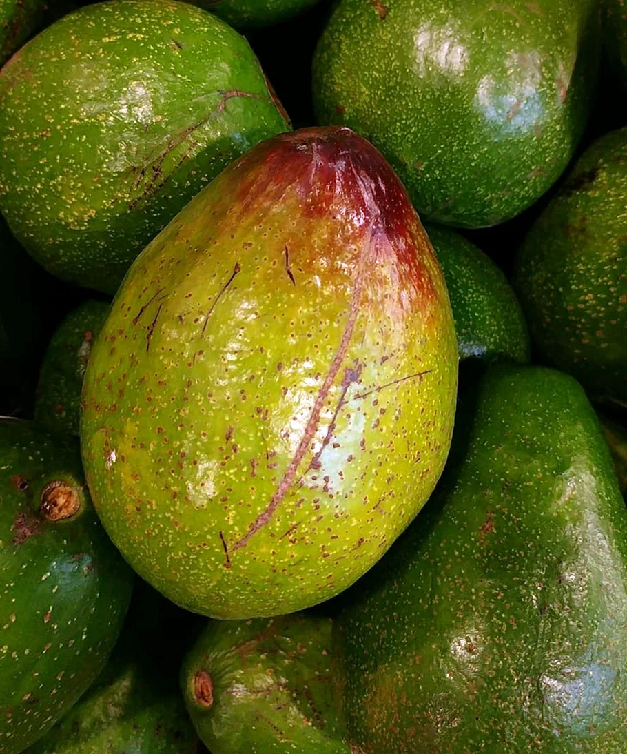 Плод авокадо
