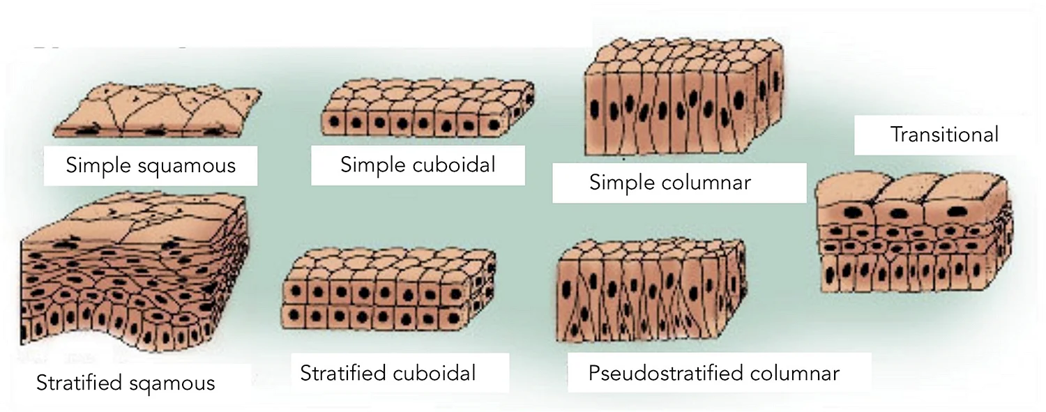 Плоский кубический и цилиндрический эпителий