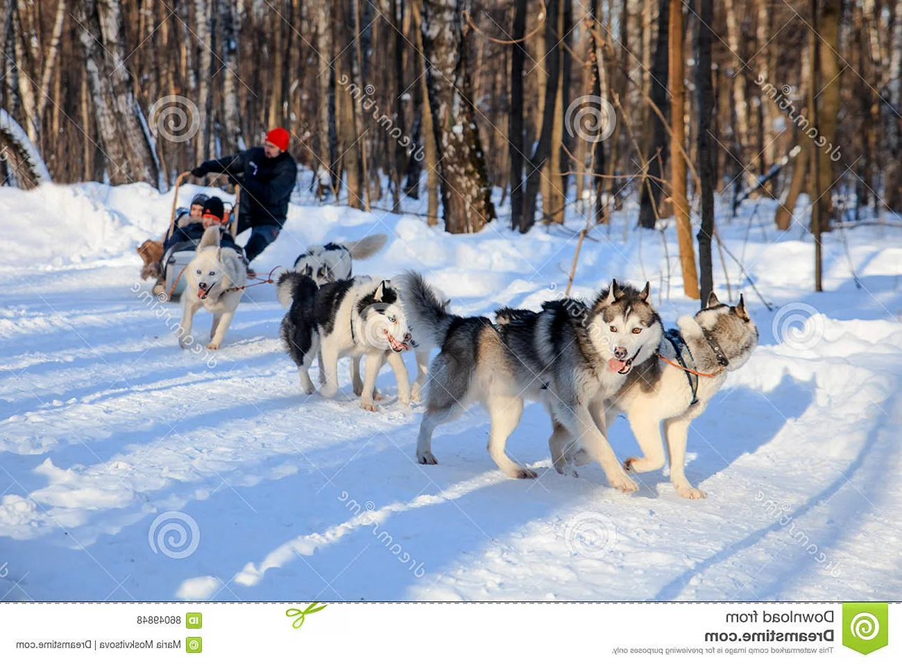 По лесу на собаках зимой красота
