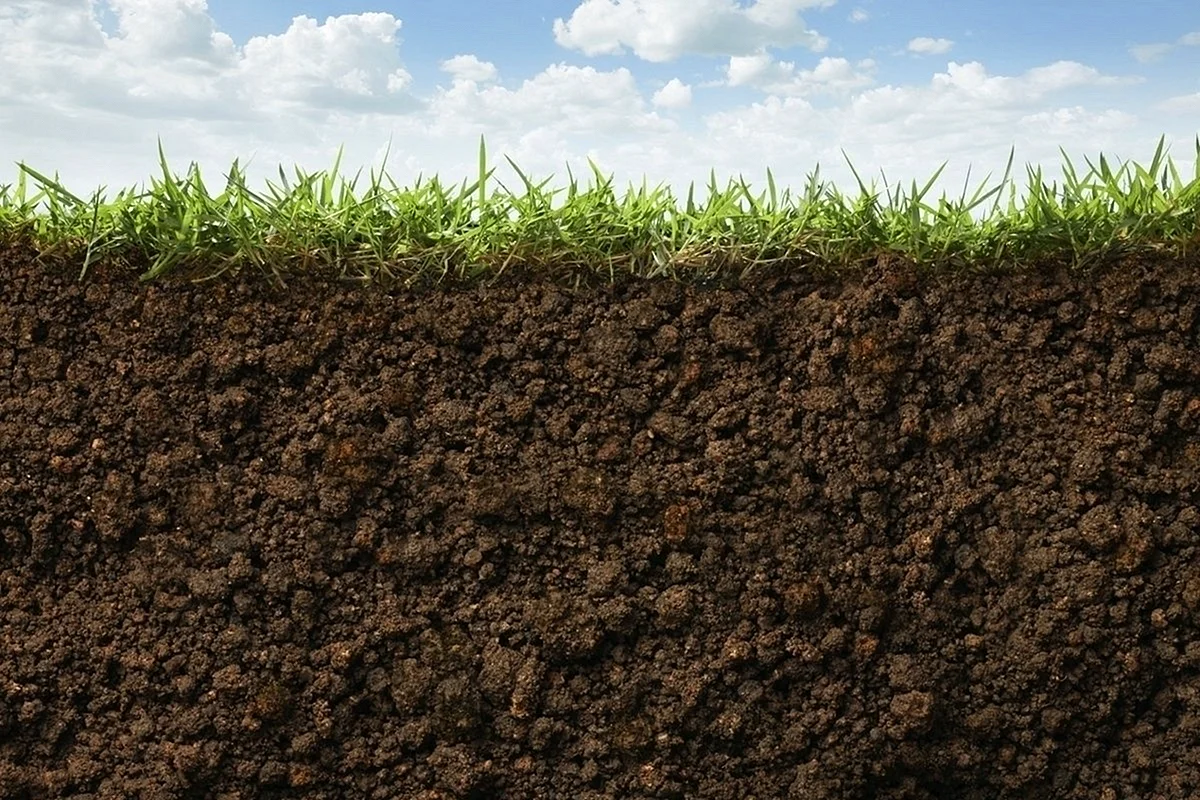 Почва это верхний плодородный слой земли
