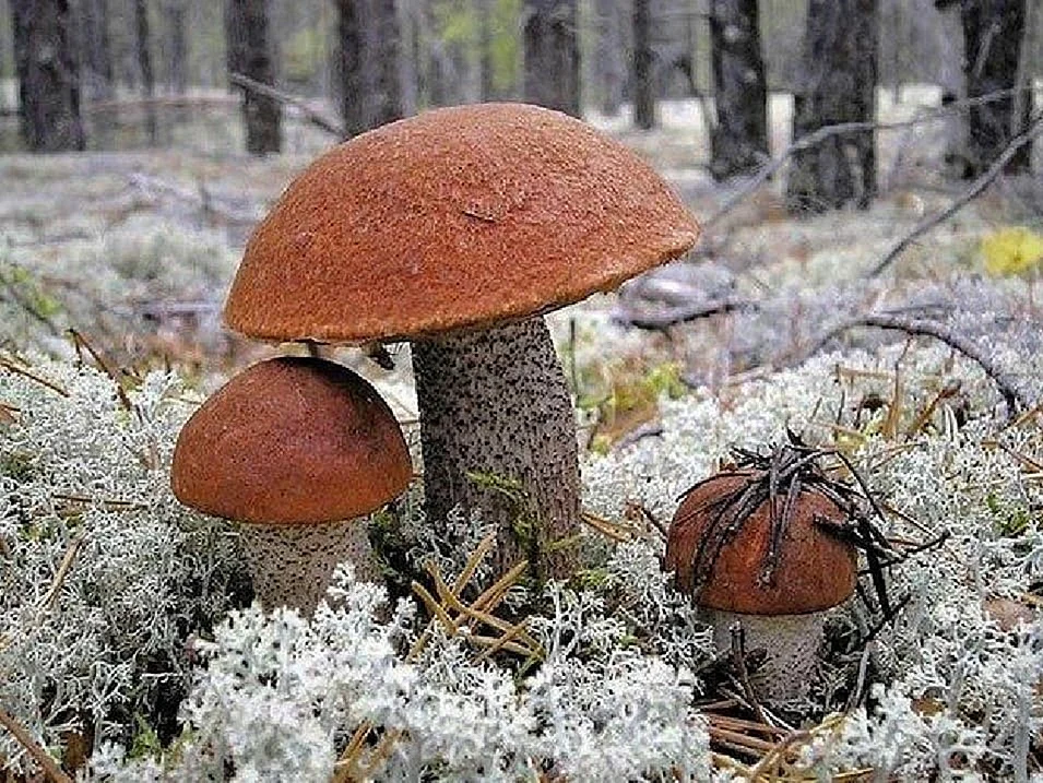Подосиновик гриб Поляна