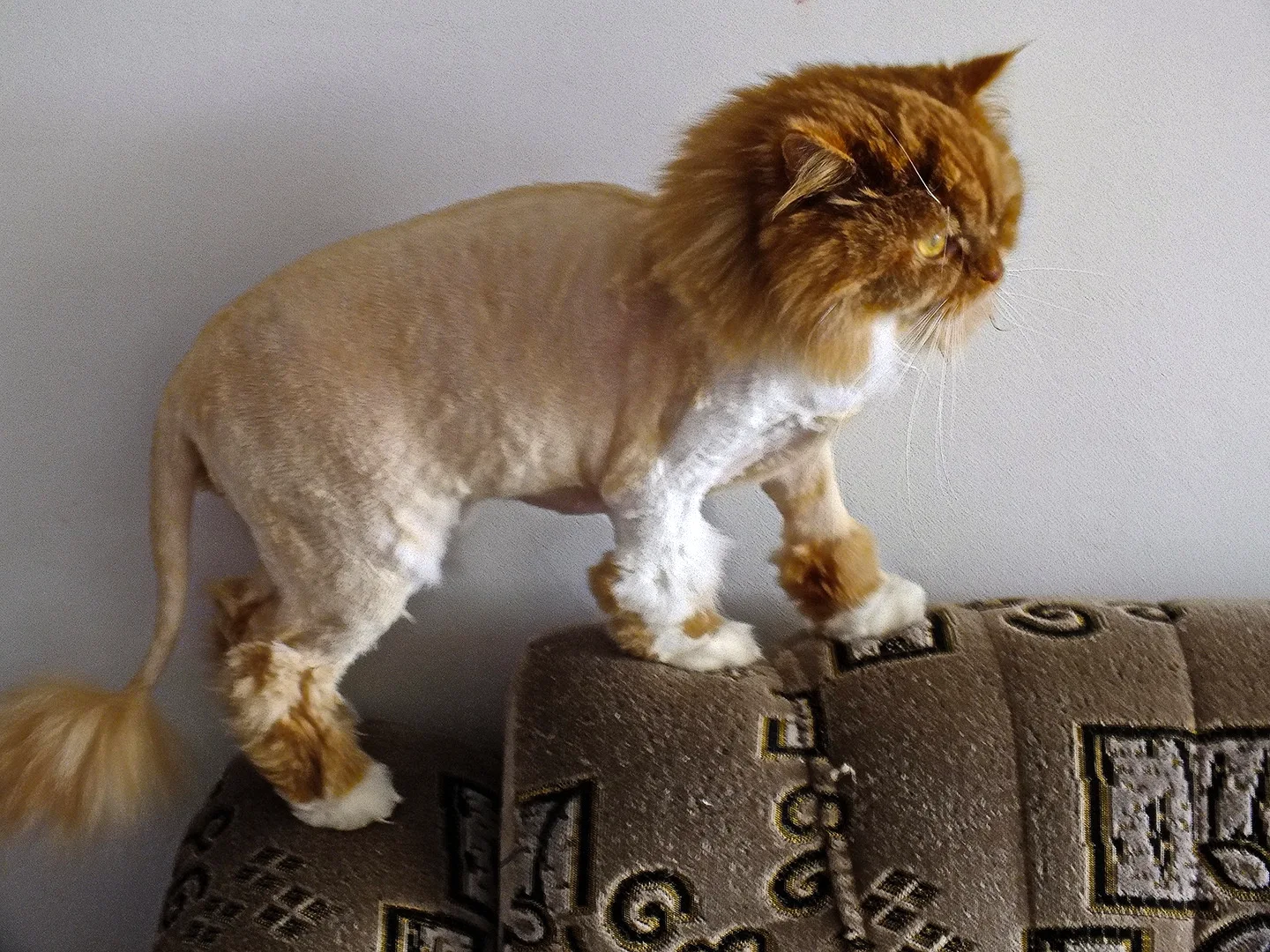 Подстриженный Лев