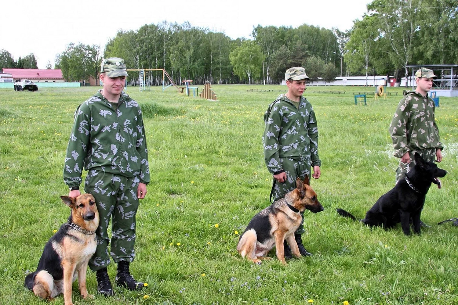 Пограничная служба собак