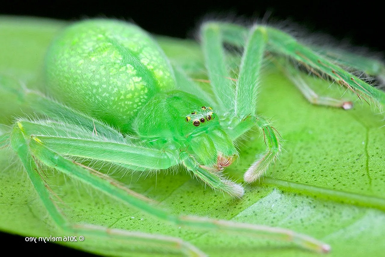 Покровительственная окраска насекомые пауки