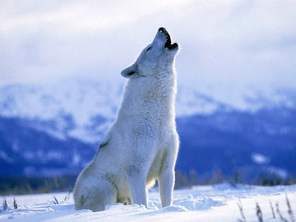 Polar Bear Wolf