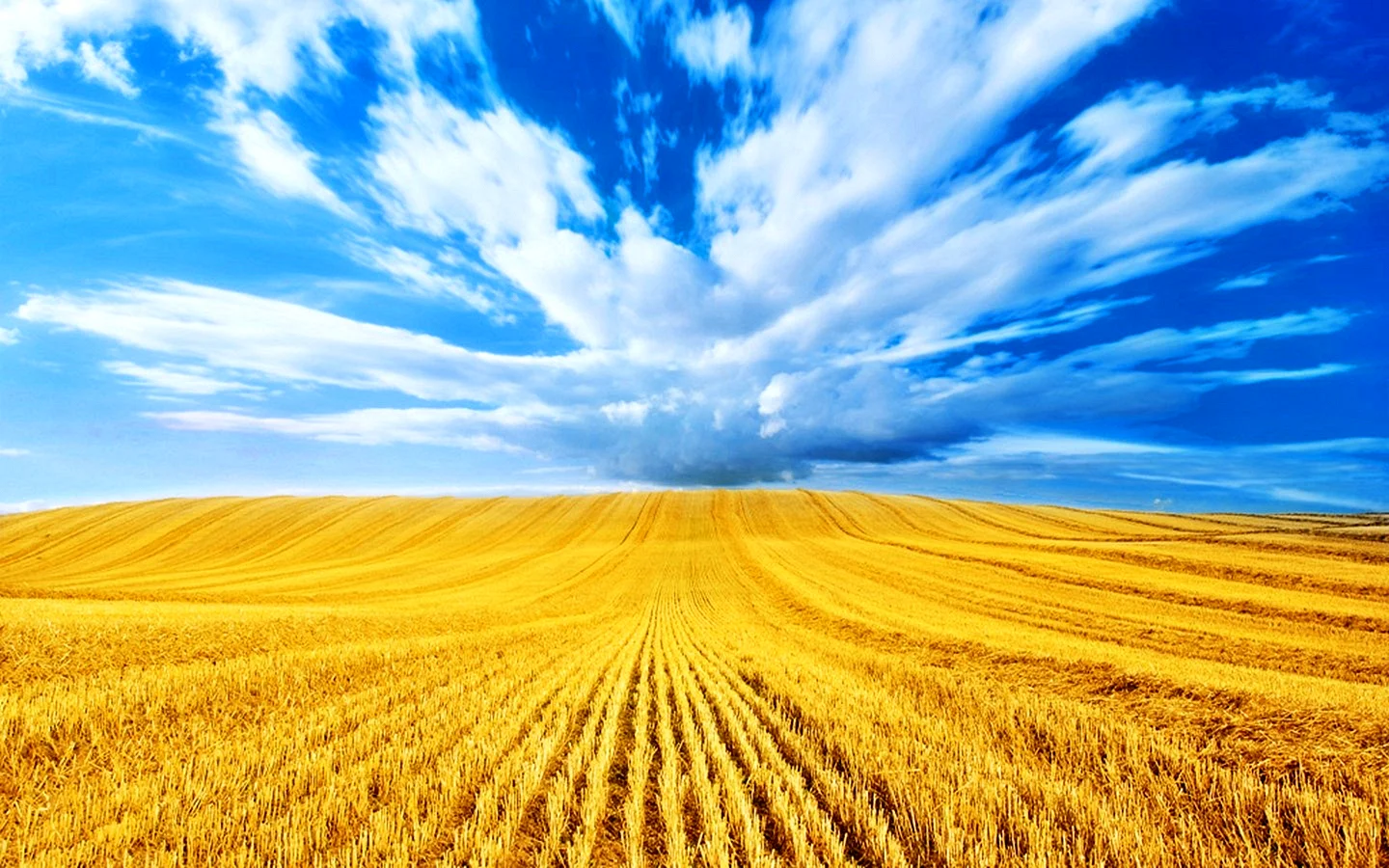 Поле пшеницы Украина
