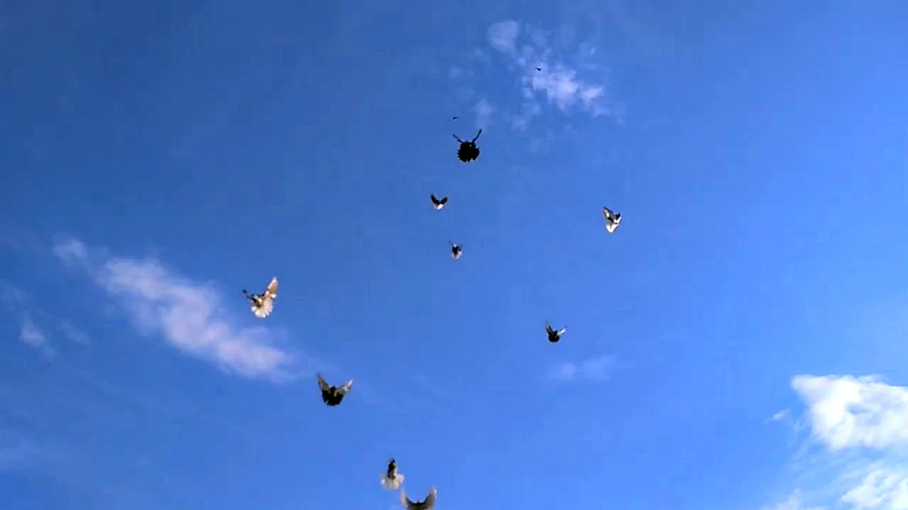 Полет бабочки Николаевский голубь