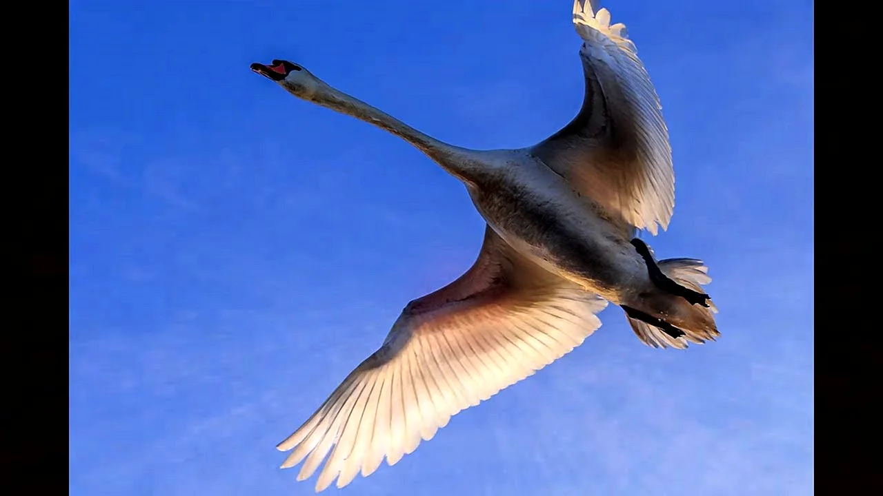 Полет лебедей