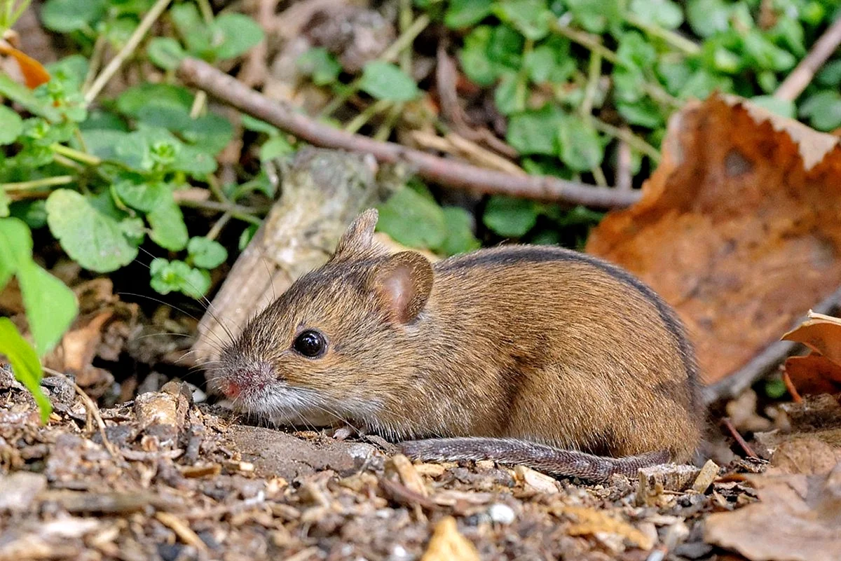 Полевая мышь Apodemus agrarius