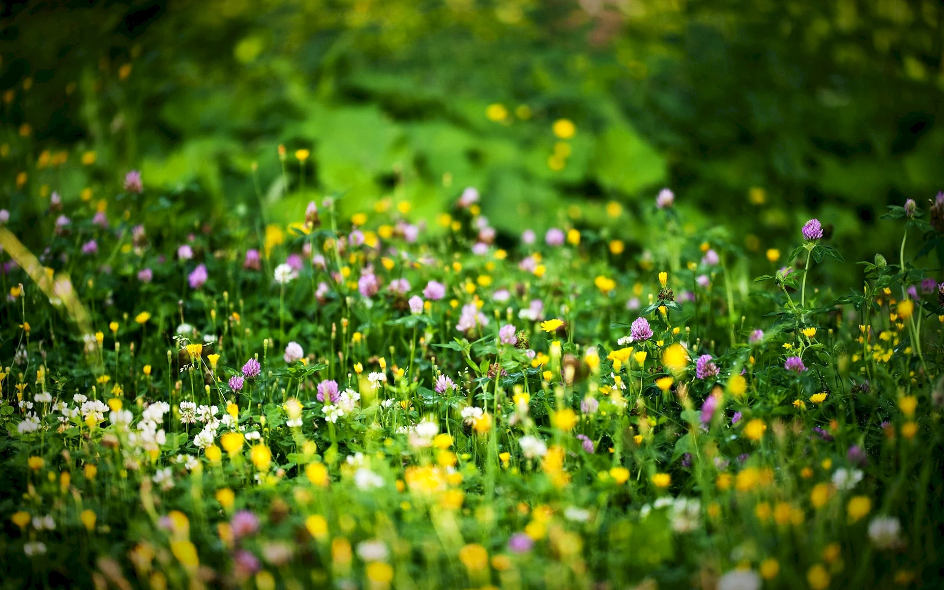 Фон трава с цветами (47 лучших фото)