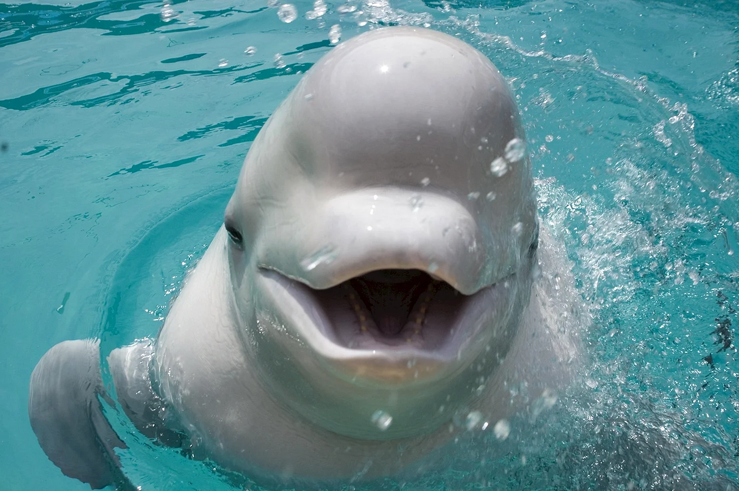 Полярный Дельфин Белуха