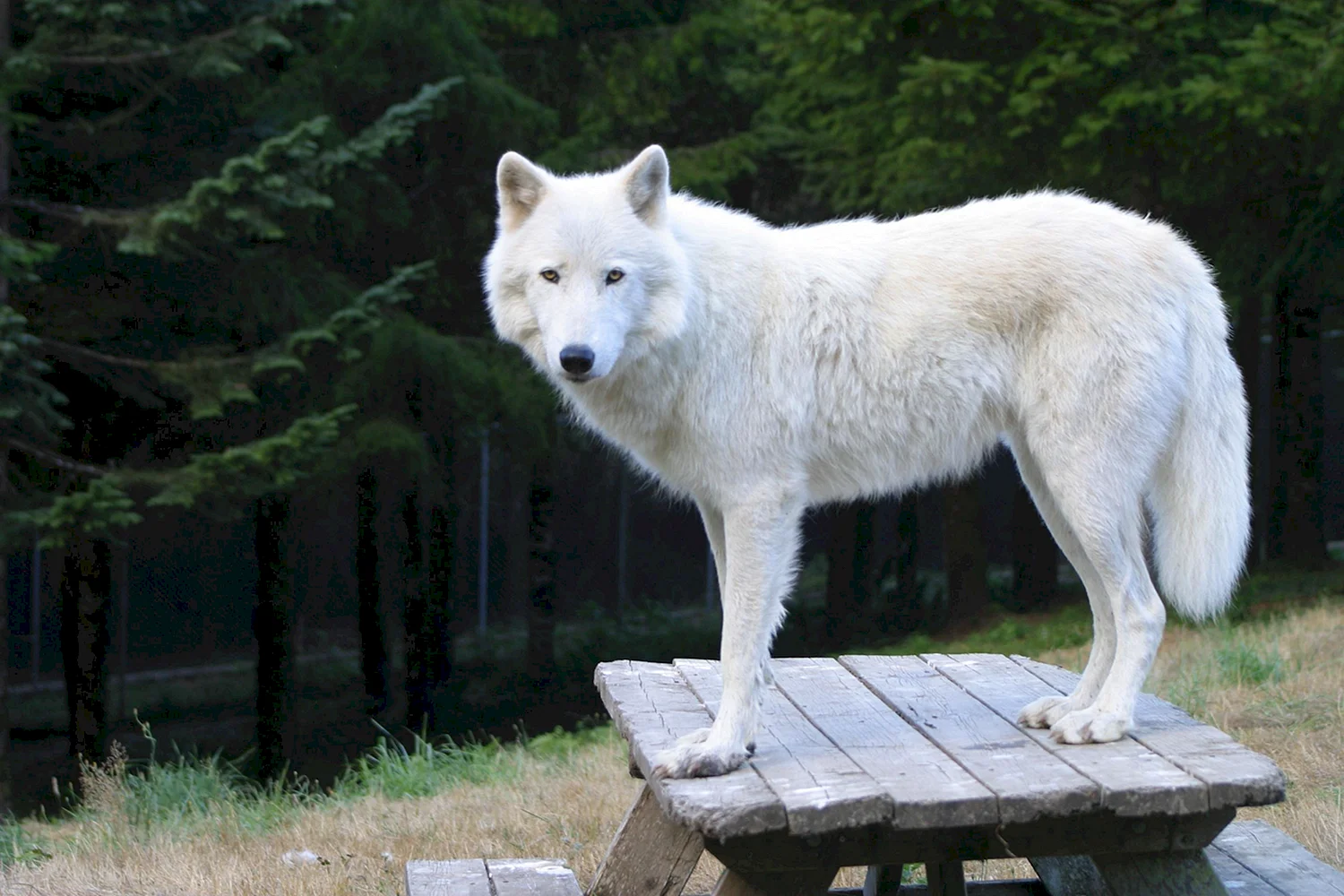 Полярный волк альбинос