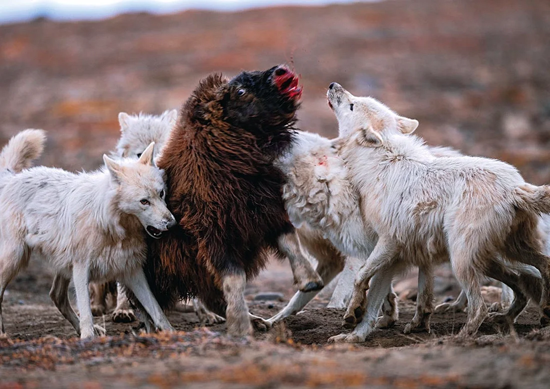 Полярный волк охота на овцебыка
