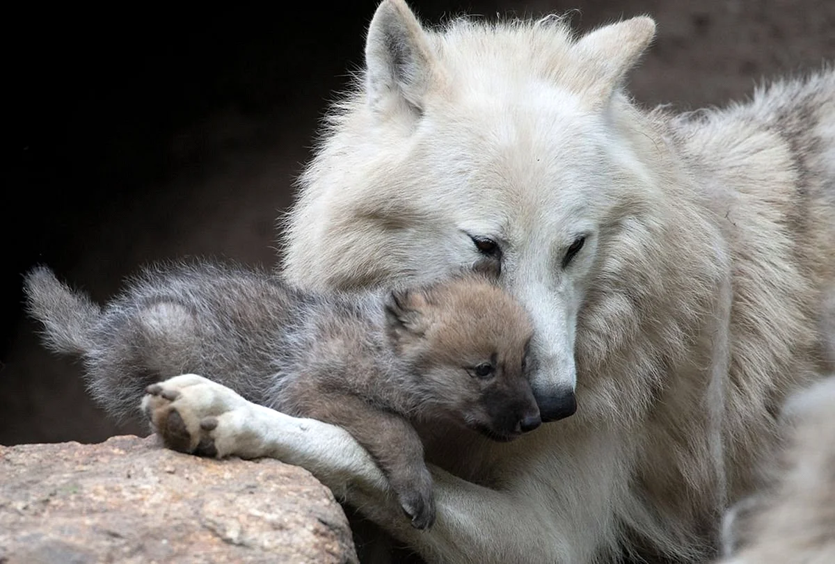Полярный волк с волчатами