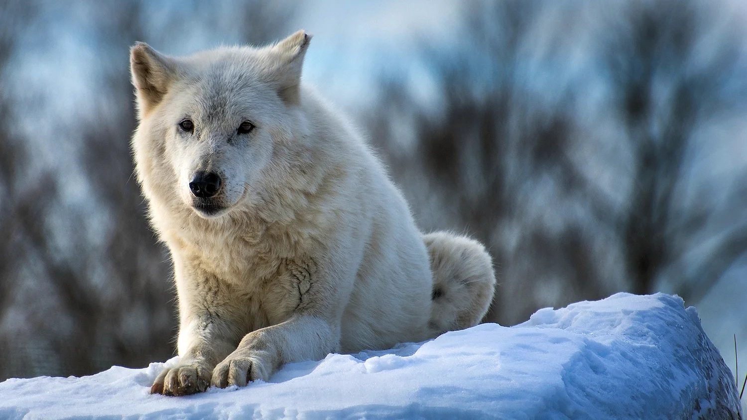 Полярный волк Северный полюс